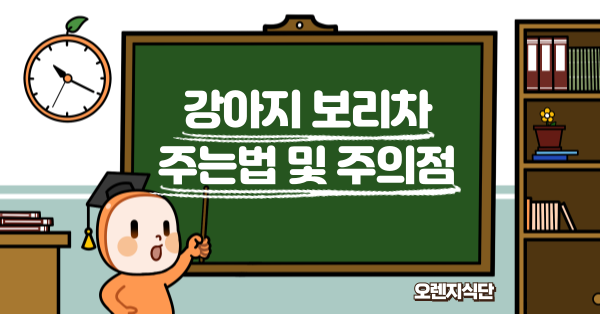 강아지 보리차 주는법 및 주의점